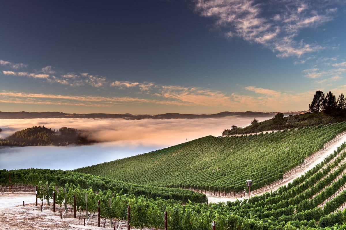Peter Michael Winery hillside vineyard above morning fog in Sonoma County